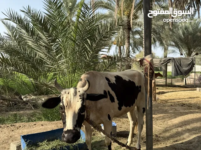 بقره مطعومه للبيع