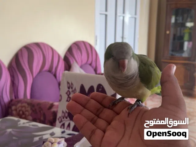 للبيع ببغاء كويكر (الراهب)