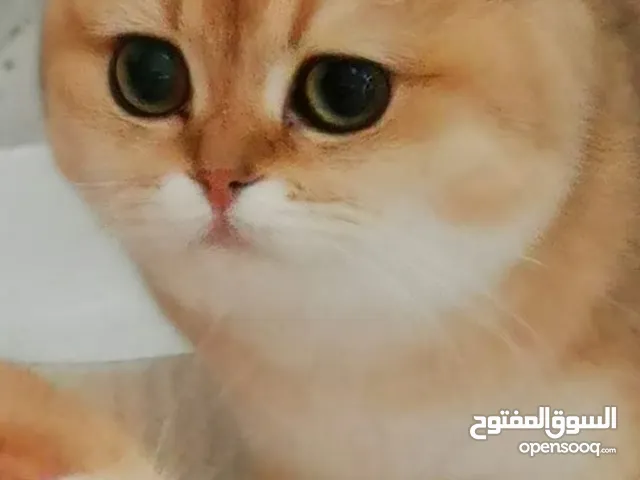 أنثى منتجه برتش وسكوتش تربل فولد جولدن شانشيلا Scottish triple fold Female ny11 golden chinchilla