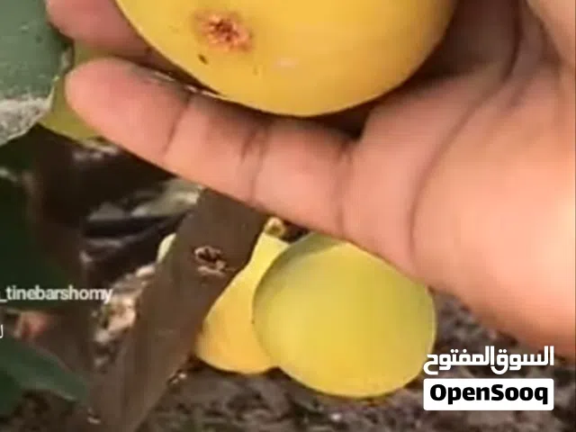 كرموس اسباني درجة اول