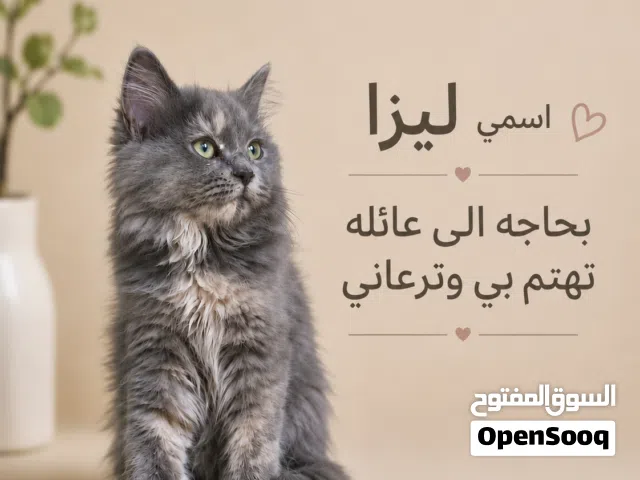 للتبني قطة منزلية شيرازي انثى بيور