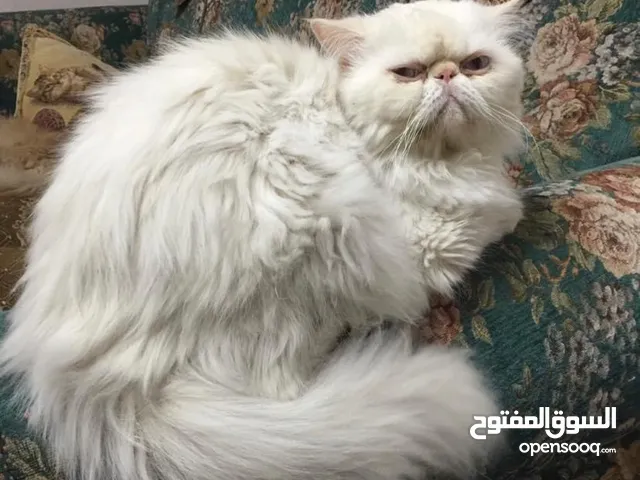 قطط للبيع في القاهرة : قطط صغيرة : قطط شيرازي : فرعوني : مع صور