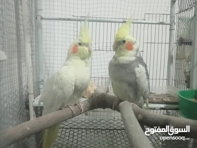جوز كوكتيل للبيع