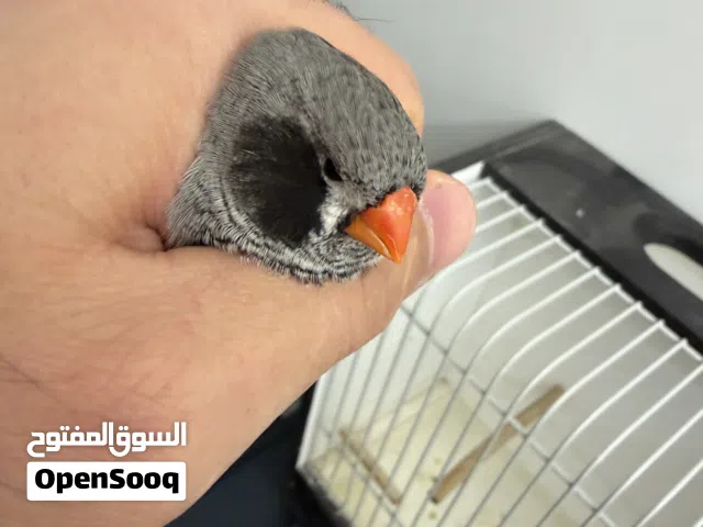 للبيع زوج زيبرا الذكر سبلت شاركول سبلت بلاك جيك سبلت كونتننتال  الانثى شاركول كونتننتال سبلت بلاك جي