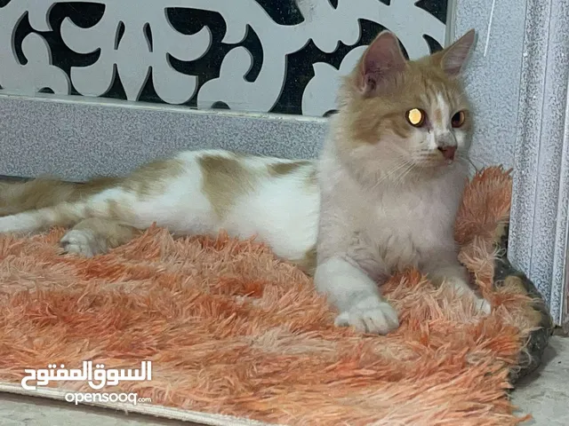 للبيع قط ذكر