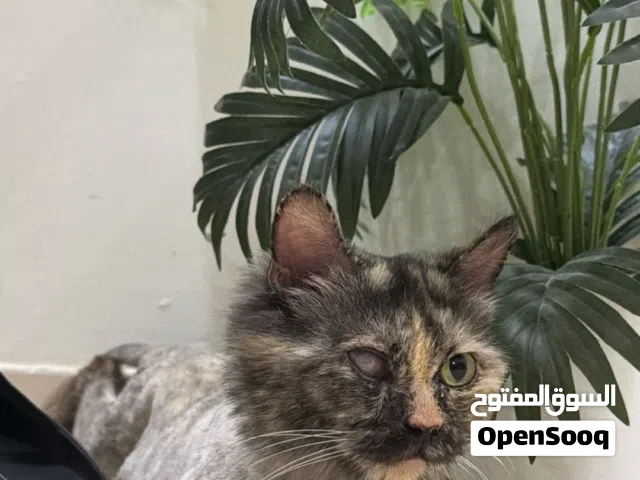 قطوه  انثى ماخذه كل التطعيمات فيها حساسيه ف العين وعندها قطره و امورها طيبه