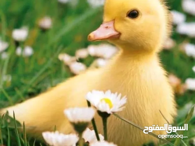 للبيع صوص بط