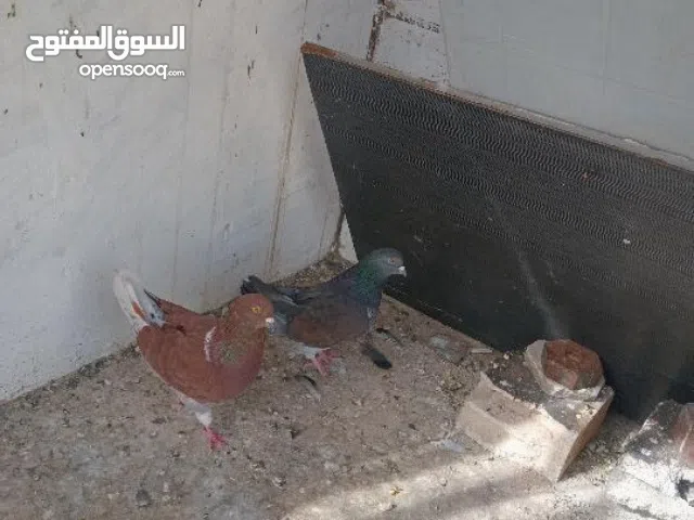 كنقاقات مالطيات