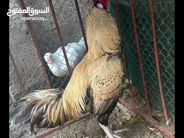 ديك باكستاني