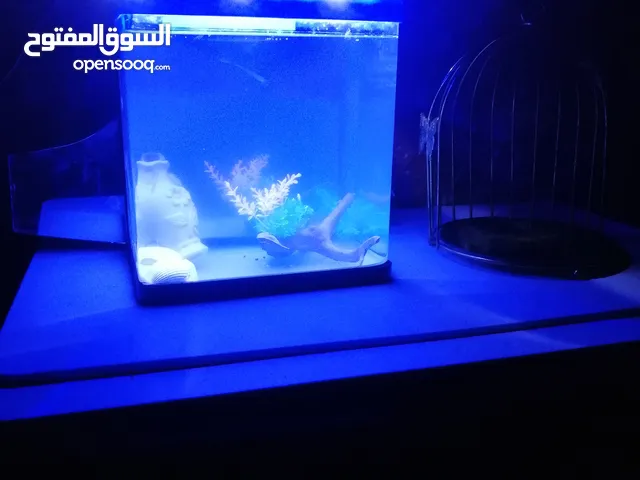 احواض اسماك الزينه عدد اربع احواض بحجام متنوعه وكبيره الاستفسار عن هذا