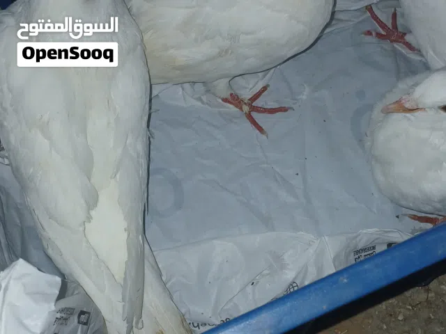 فراخ فرنسيات