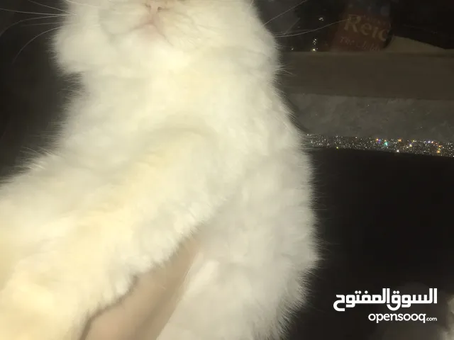 ذكر هملاي اورنج للبيع المستعجل بداعي السفر