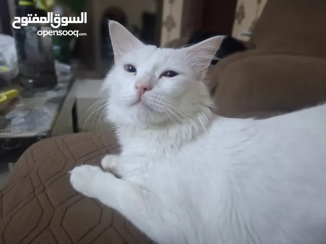 White male cat for adoption( neutered)