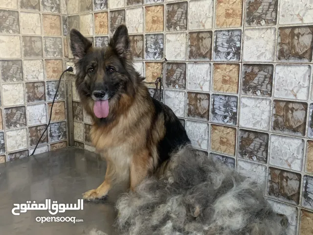 حــــــــمم كلبك الآن