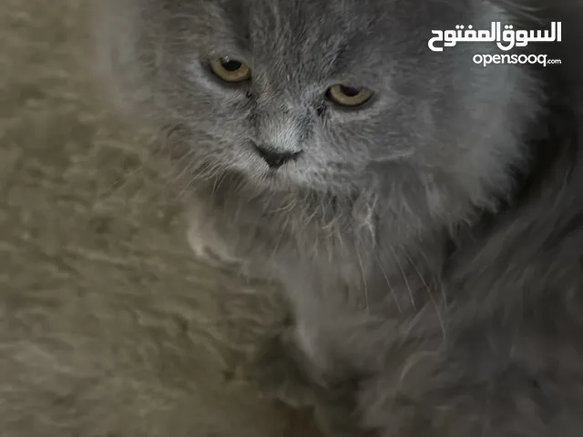 للبيع قطه للتواصل