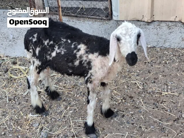 كبشان مخصايات
