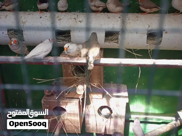 كوبيات زيبرا للبيع