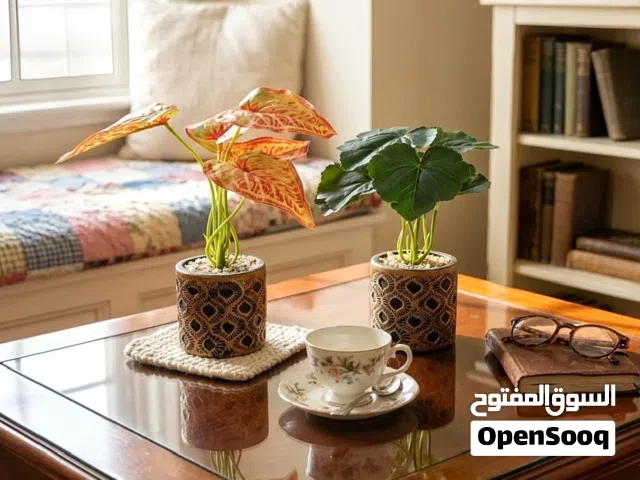 آخر حبتين بدينارين ونص بسسسس