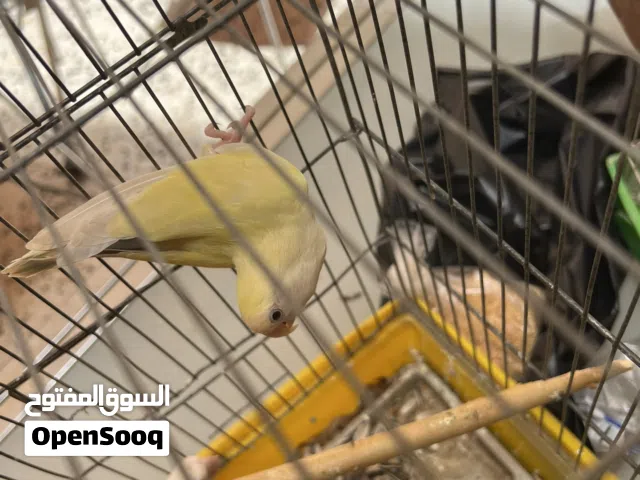 كوبيه بركديلو الله يبارك