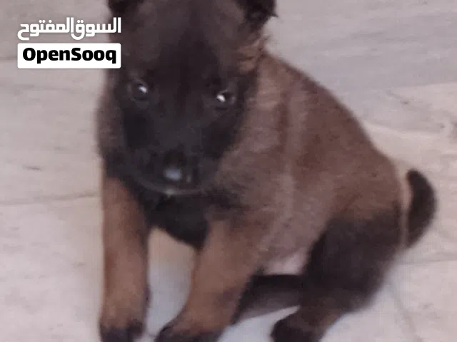 3 جرواي مينوا دكور درجة اولى