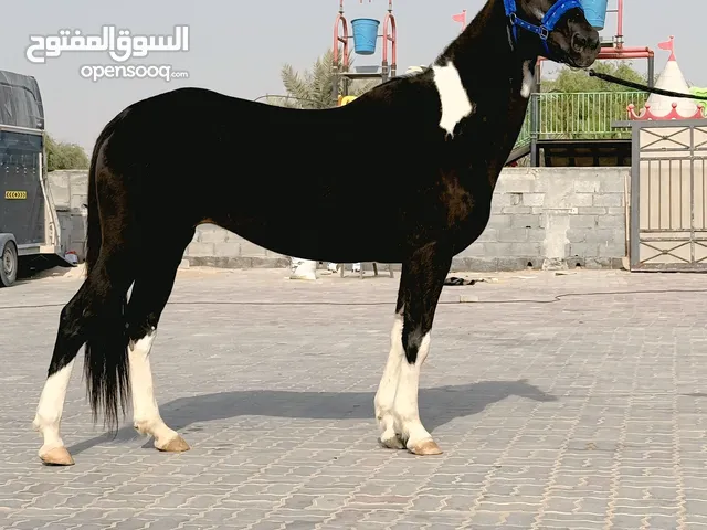 Horse for sale.