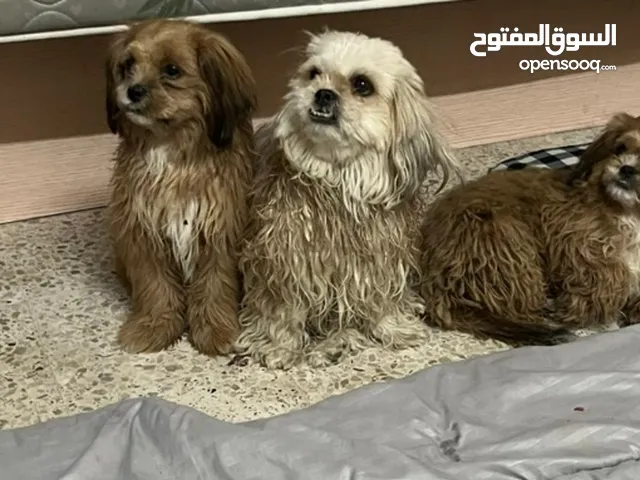 3 كلاب للبيع بأفضل سعر