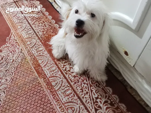 كلب ابيض زينه نثيه