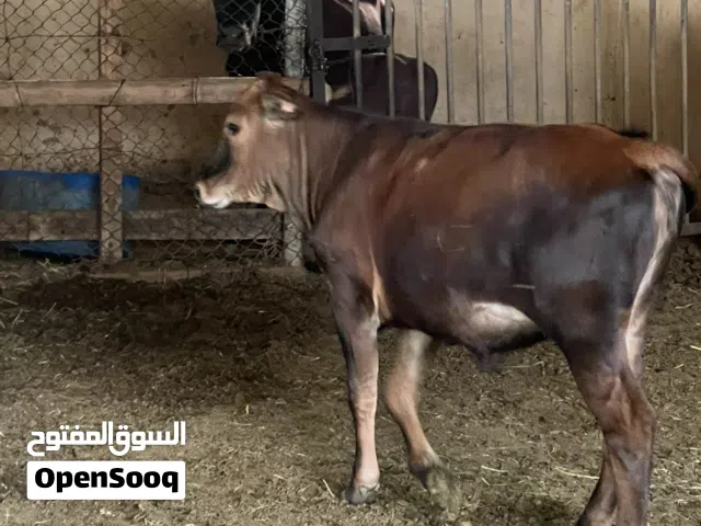 عجل محلي للبيع