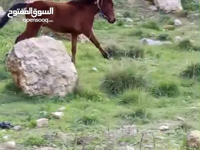 مهر عمرو سنتين ونص