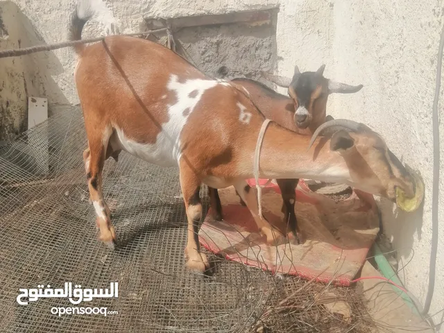 صخلة قطرية وراها فحل للبيع