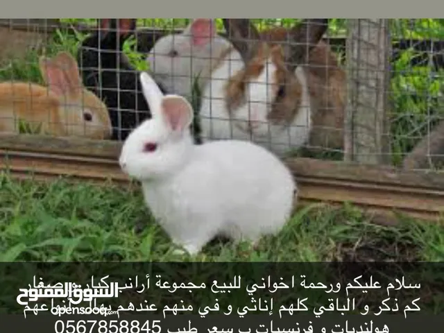 أرانب و سلحفاه