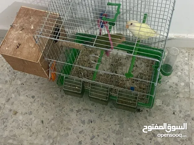 كوبيه بركديلو عمر 3شهور مروضات بدون قفص