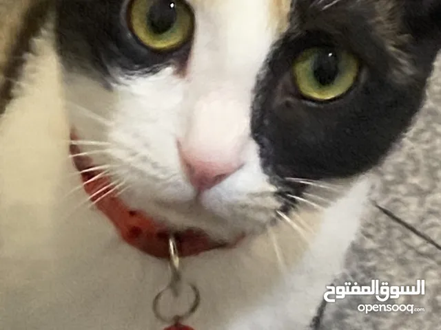 قطط تبني تربية منزل