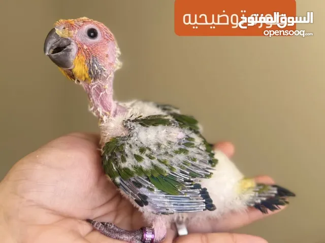 فرخ صن كنيور