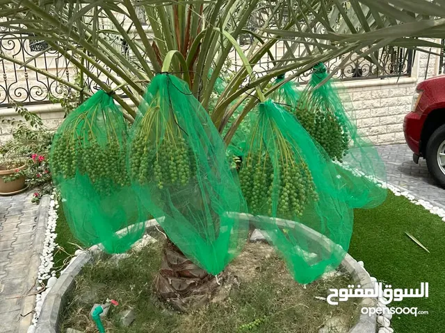 تكييس وتدليه نخيل
