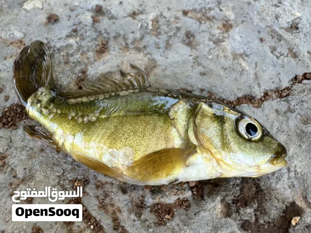 سمك كارب لون واحد فقط متوفر اكتر من حبة