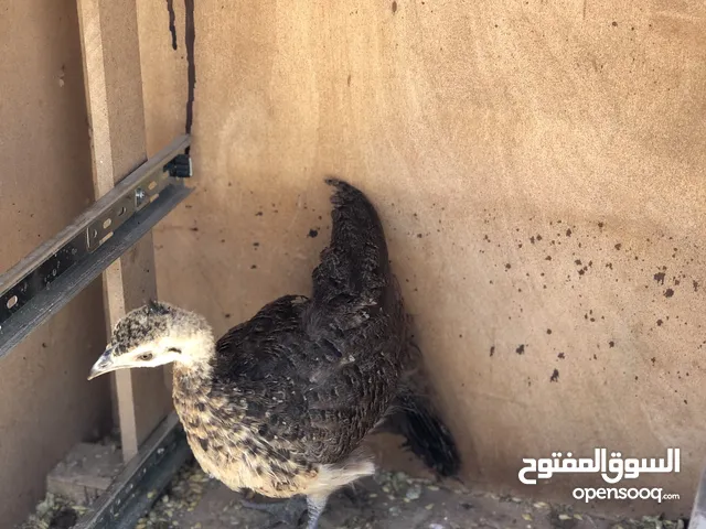 طاووس. طاووس