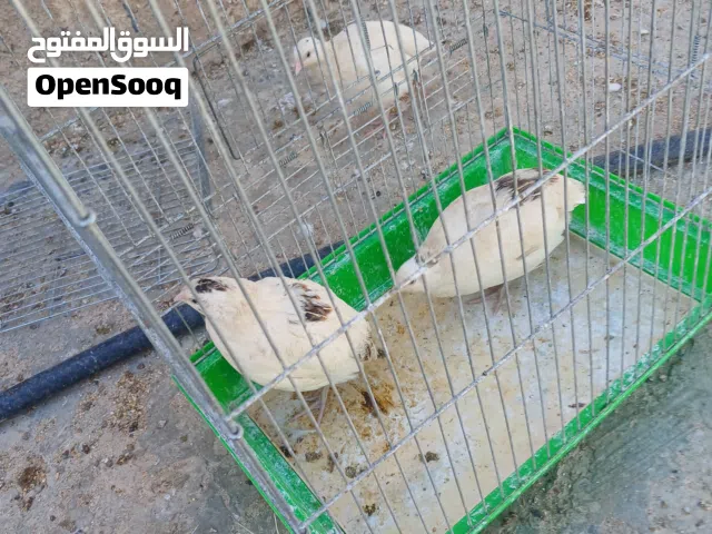 فري تكساس بياض