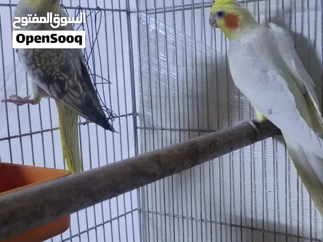 زوج كوكتيل امايات