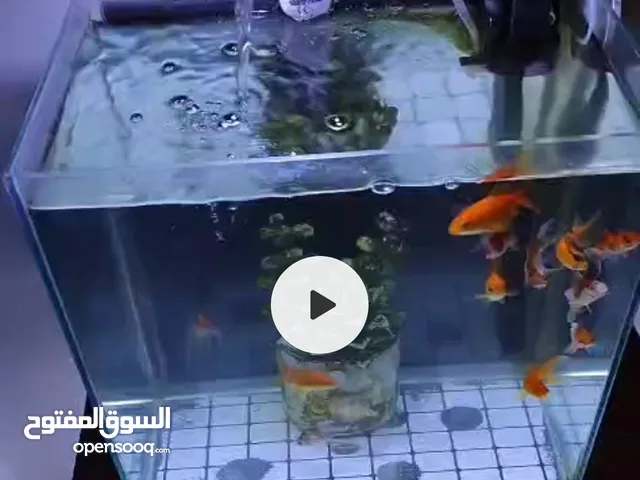 حوض سمك مع جهاز الاكسجين ومع جهاز الانارة بدون السمك
