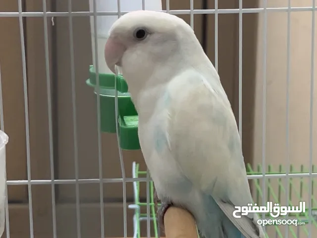 Lover bird male for sale