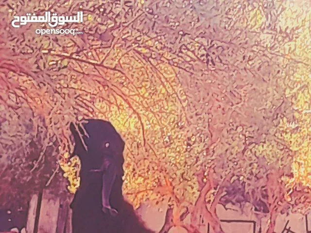 تيس نخب اول للبيع