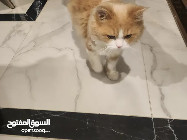 قط للتبني بسبب السفر