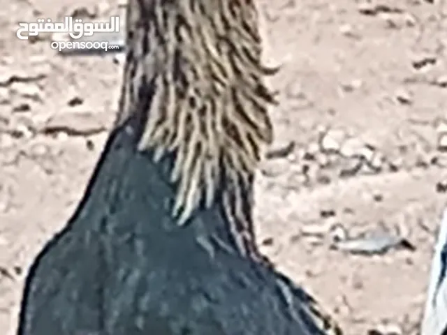 دجاج للبيع
