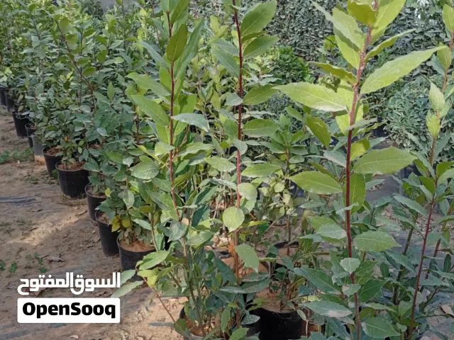 السلام عليكم يوجد شجرة الغار للبيع