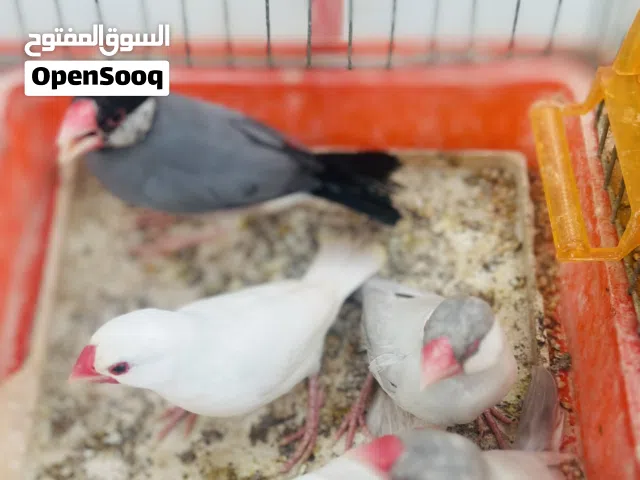 زيبرا بودا 5 طروف ألوان مشاءلله