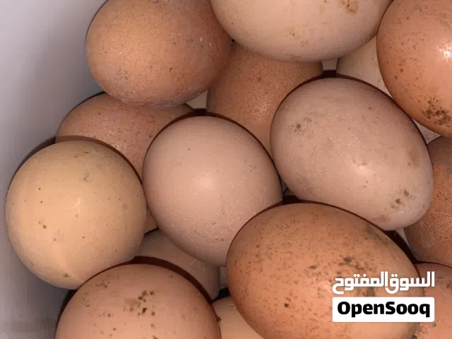 بيض براهما عدد 23