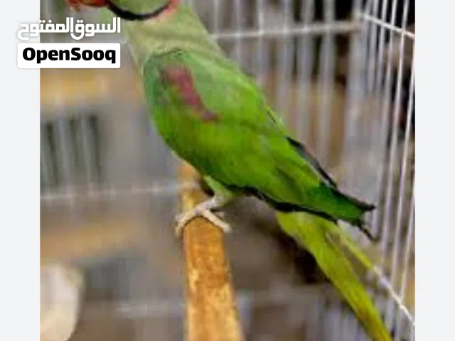 مطلوب دره نيبالي بزار بسعر مناسب