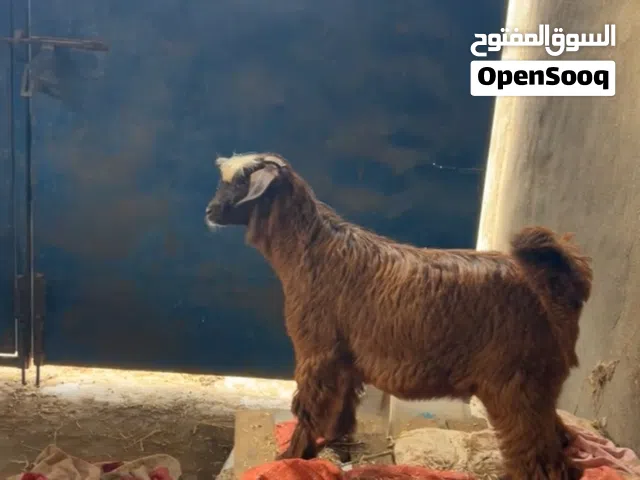 صخلان 2 من حلال بني سعيد  العمر 4 شهور  السعر 55 قابل الموقع الخابوره
