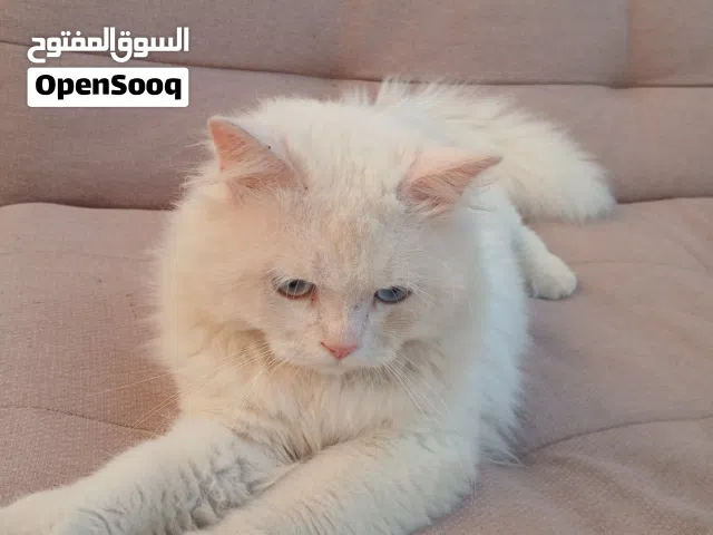 قطوس ذكر متربي عيبه ما يسمعش خلل جيني مجنس بنوعية تركية وشيرازي